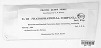 Phaeosphaerella scirpicola image